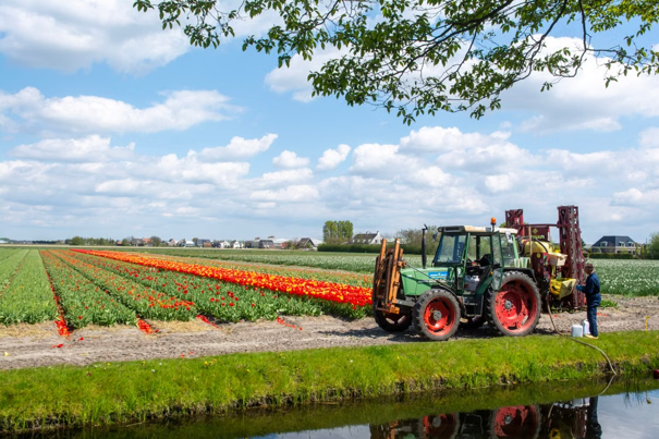 Tractor voor een bloemenveld.